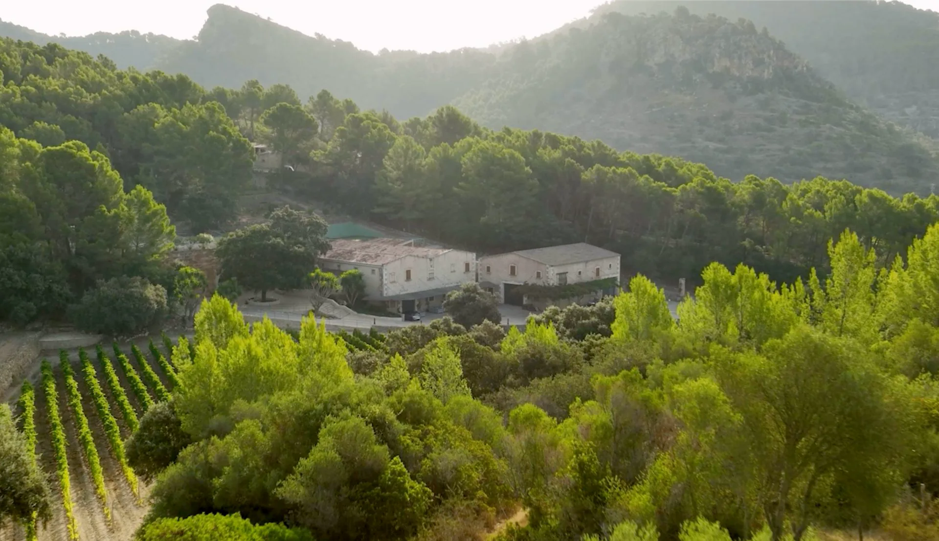 TERRA IóN Vineyard